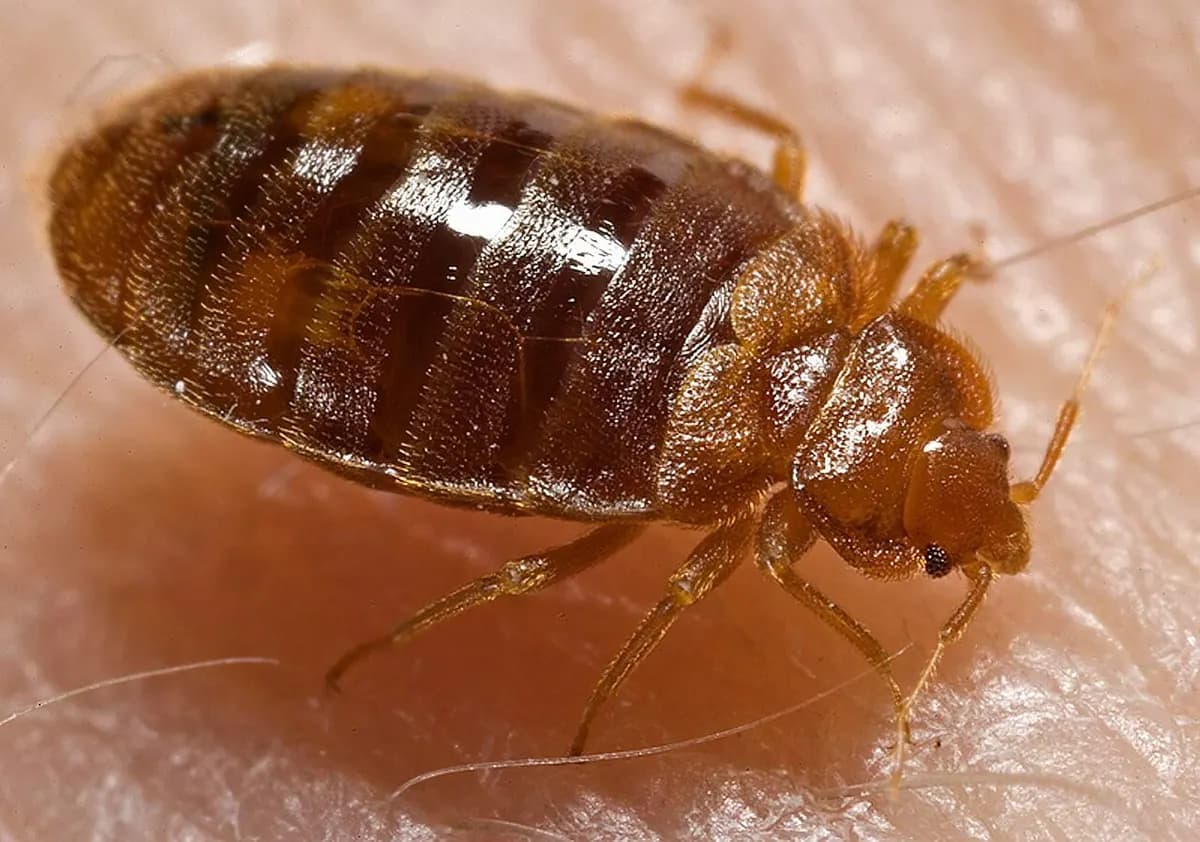 Close-up of an adult bed bug, flat and reddish-brown, on skin.