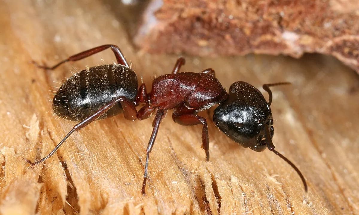 Close-up of a black carpenter ant on a piece of wood.