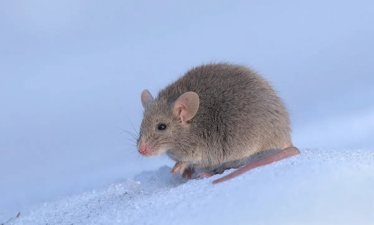 A small gray house mouse sitting on a pale surface.