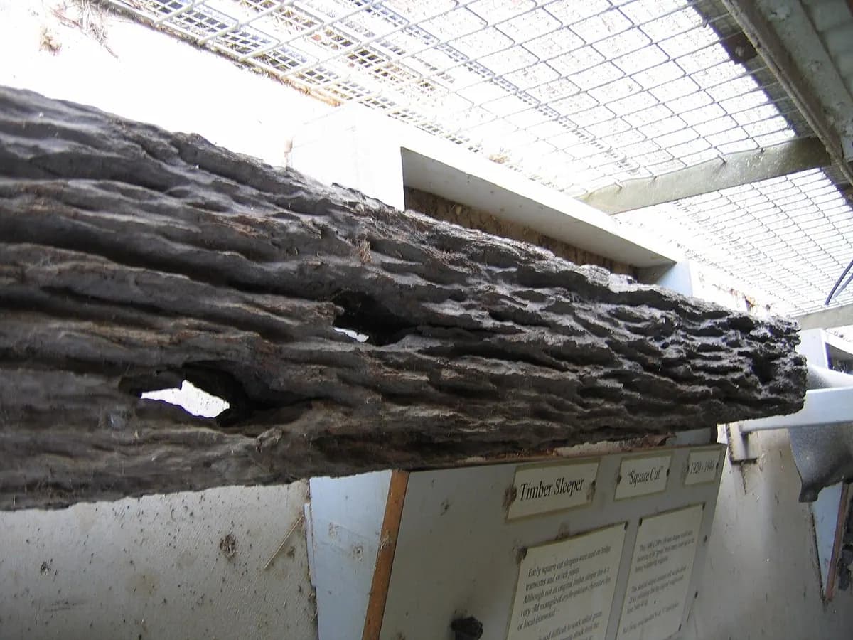 A weathered wooden beam with channels eaten along its length by termites.