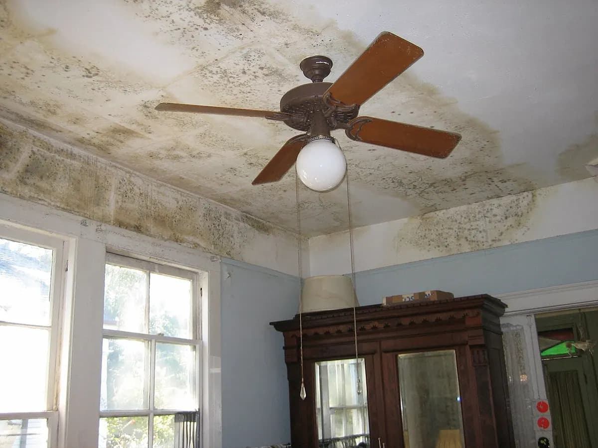A room with a ceiling fan and large patches of dark mold and water stains across the ceiling.